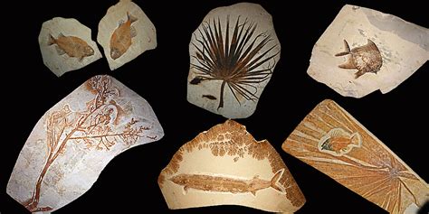 vendita fossili